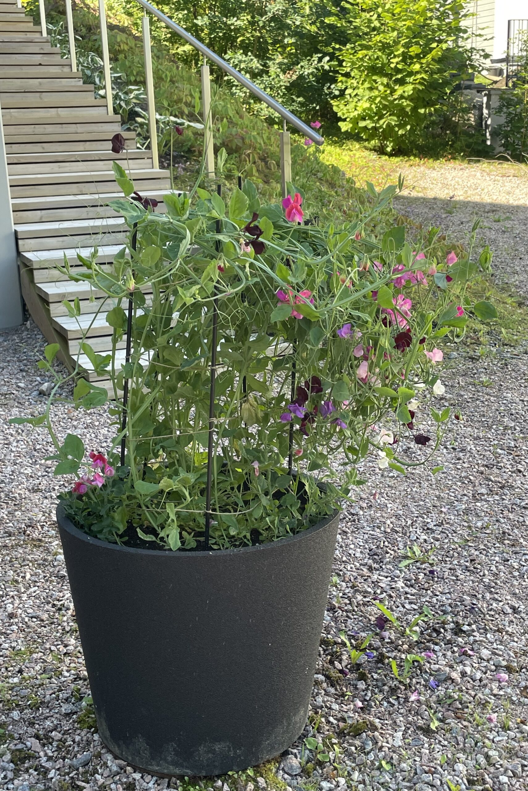 hajuherne johon kukaan ei uskonut